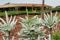 Frosty Korean Fir Live Plant 1 Gallon Pot – Abies koreana Dwarf Evergreen Conifer Silver Blue Needles