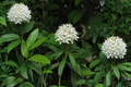 Labrador Tea Live Plant – Rhododendron groenlandicum Native Evergreen Shrub for Woodland Gardens and Native Landscapes