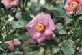 Japanese Camellia ‘Isaribi’ 1 Gallon Live Plant – Red Flowering Evergreen Shrub, Camellia japonica for Shade Gardens