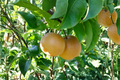 Grafted Shinseiki Asian Pear Tree - Self-Pollinating Fruit Tree for Home Orchard & Garden