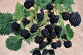 Arapaho Thornless Blackberry Seeds – 30 Pack, Edible Fruit, Thornless Bush, Rubus spp., Garden & Container Planting