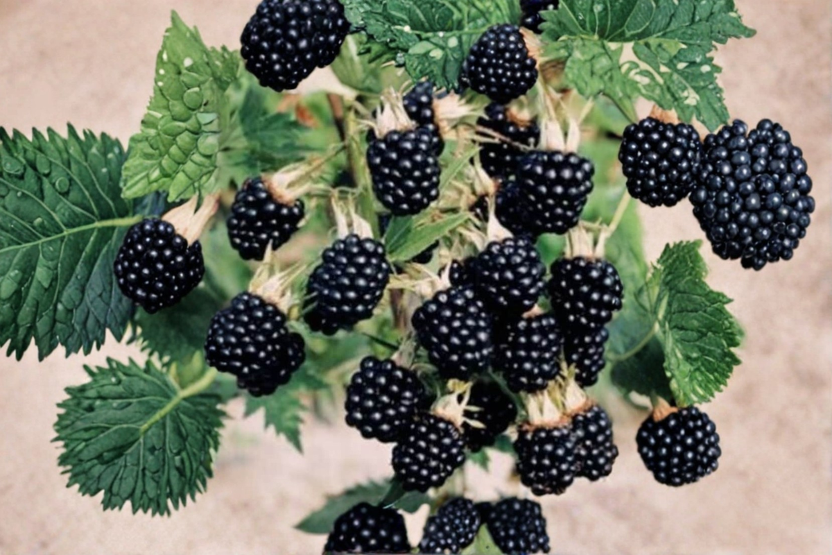 Arapaho Thornless Blackberry Seeds – 30 Pack, Edible Fruit, Thornless Bush, Rubus spp., Garden & Container Planting