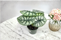Alocasia Silver Dragon Live Plant, 4-Inch Rooted Tropical Houseplant, Silver Green Foliage, Indoor Decor, Alocasia baginda