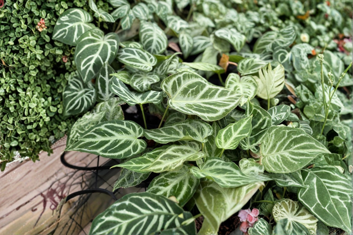 Anthurium Silver Blush Mint Live Plant – Rare Green Tropical Houseplant in 4-Inch Pot