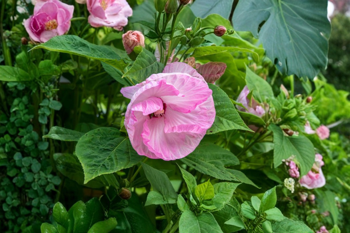 Ballet Slippers Rose Mallow Live Plants – 3 Rooted Perennial Pink Hibiscus in 1 Qt Pots