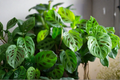 Prayer Plant Live Houseplant – 4 Inch Pot – Maranta leuconeura – Tropical Indoor Plant with Patterned Foliage
