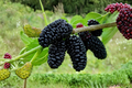 Dwarf Everbearing Mulberry Tree Live Plant – 4ft Fruiting Morus nigra Compact Fruit Tree for Garden & Container