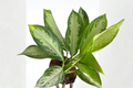Aglaonema Silver Bay Live Plant, Indoor Houseplant, Tropical Chinese Evergreen, Decorative Foliage, Starter Plant