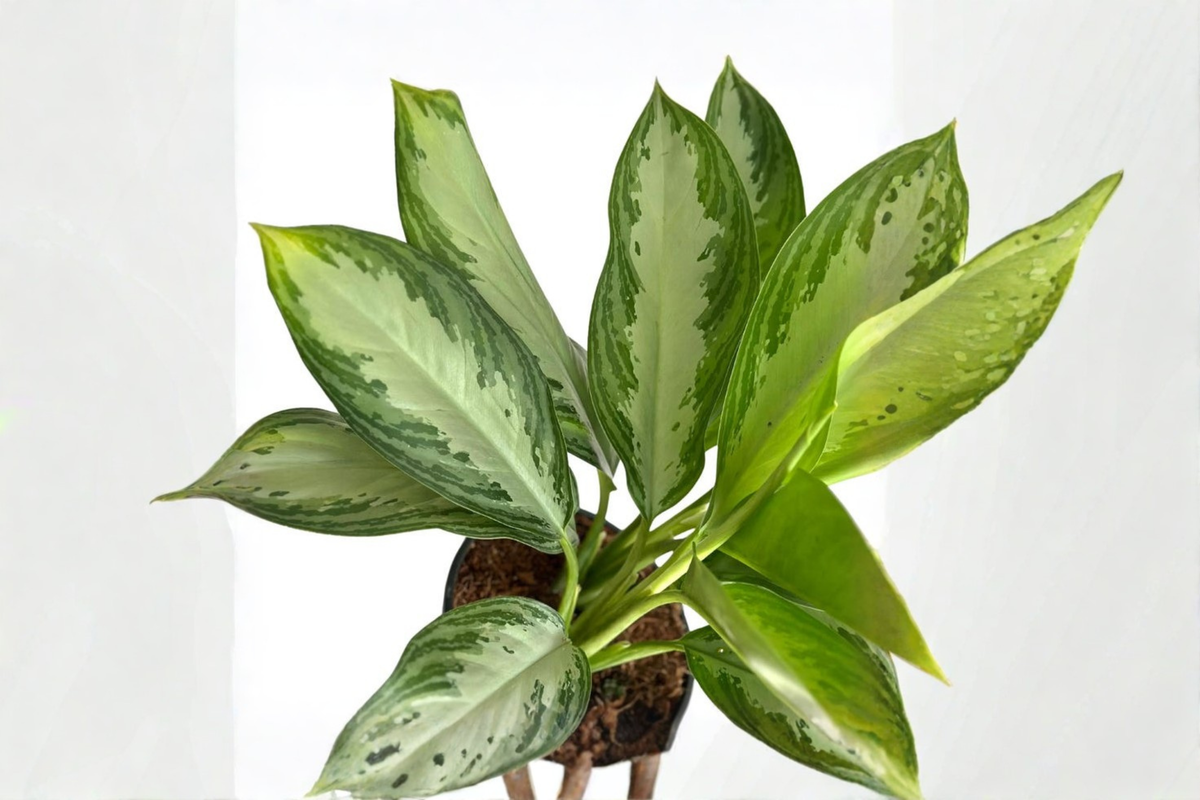 Aglaonema Silver Bay Live Plant, Indoor Houseplant, Tropical Chinese Evergreen, Decorative Foliage, Starter Plant