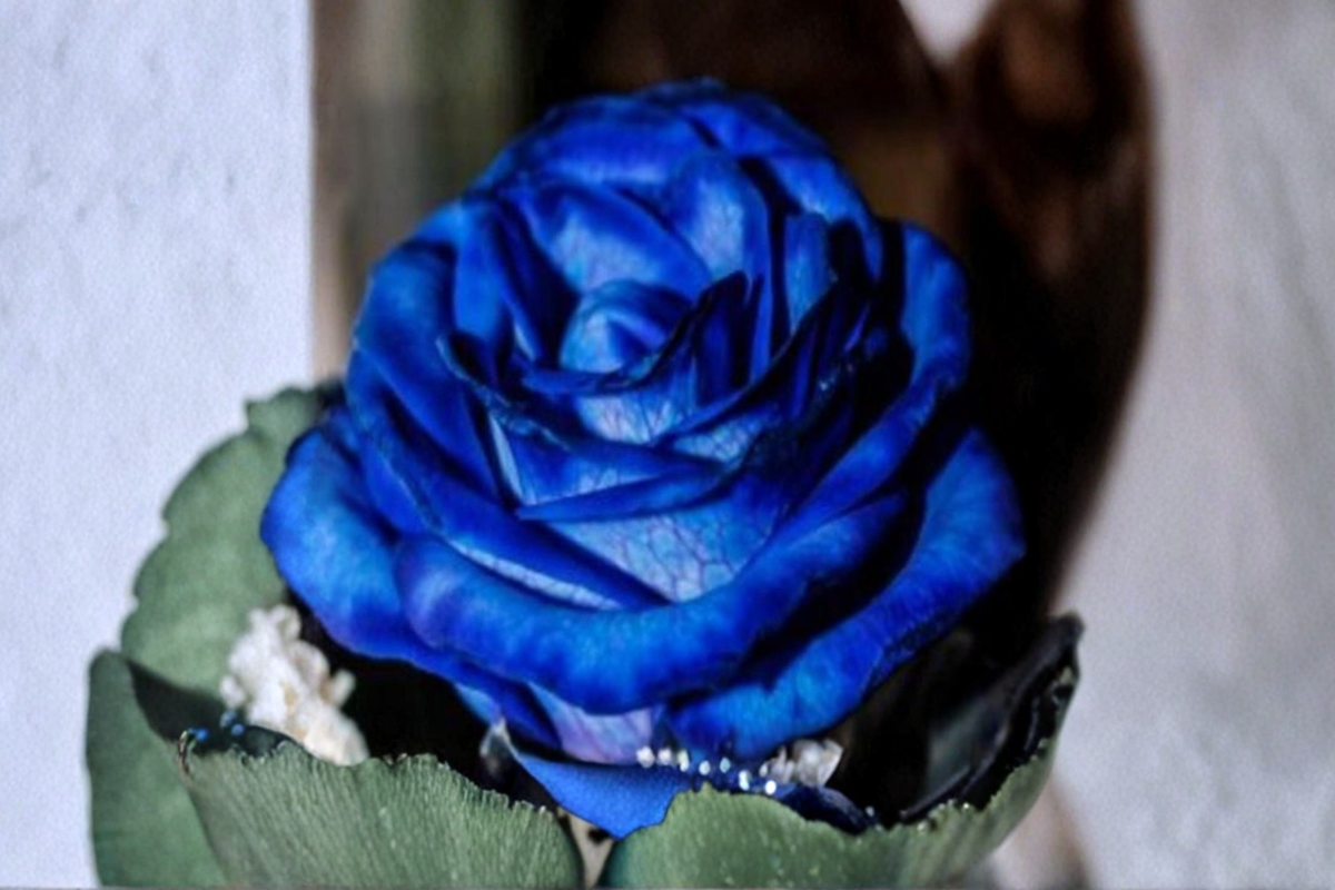 Hampton Blue Rose Seeds 30 Pack - Rare Blue Toned Flowering Shrub Seeds for Cottage Gardens & Landscaping