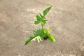 Philodendron Florida Beauty x Mayoi Live Plant, Rare Tropical Hybrid, 3-4 Inch Pot, Indoor Houseplant, Collector Foliage