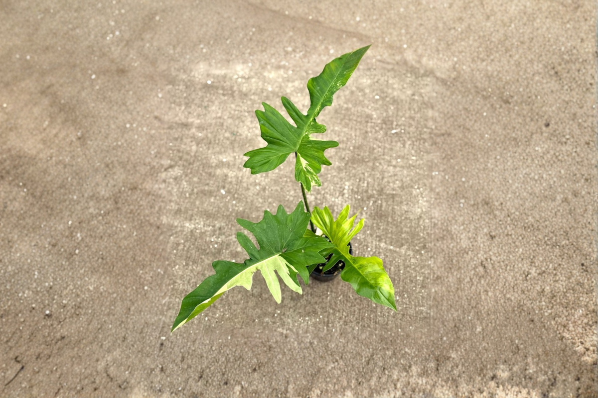 Philodendron Florida Beauty x Mayoi Live Plant, Rare Tropical Hybrid, 3-4 Inch Pot, Indoor Houseplant, Collector Foliage