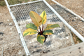 Philodendron Black Cardinal Variegated Indoor Plant 3-4 Inch Pot Rare Tropical Houseplant Gift