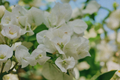 Vera White Bougainvillea Live Starter Plant in Container Tropical Climbing Vine Ornamental Bracts