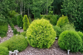 Golden Globe Arborvitae Live Plant 4 Inch Pot Thuja occidentalis Aurea Dwarf Evergreen Shrub Yellow Green