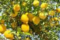 Dwarf Meyer Lemon Tree – 2+ ft Air-Layered Citrus × meyeri Live Plant in 1 Gallon Pot for Patio Garden