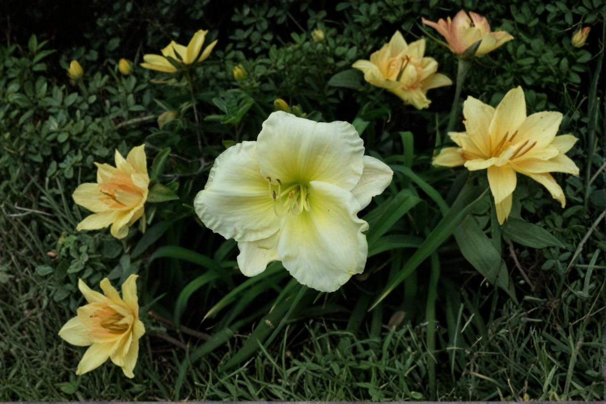 Daylily ‘Gentle Manners’ Bare Root Plants – Pink Perennial Hemerocallis for Summer Garden Flowers, 3 Pack