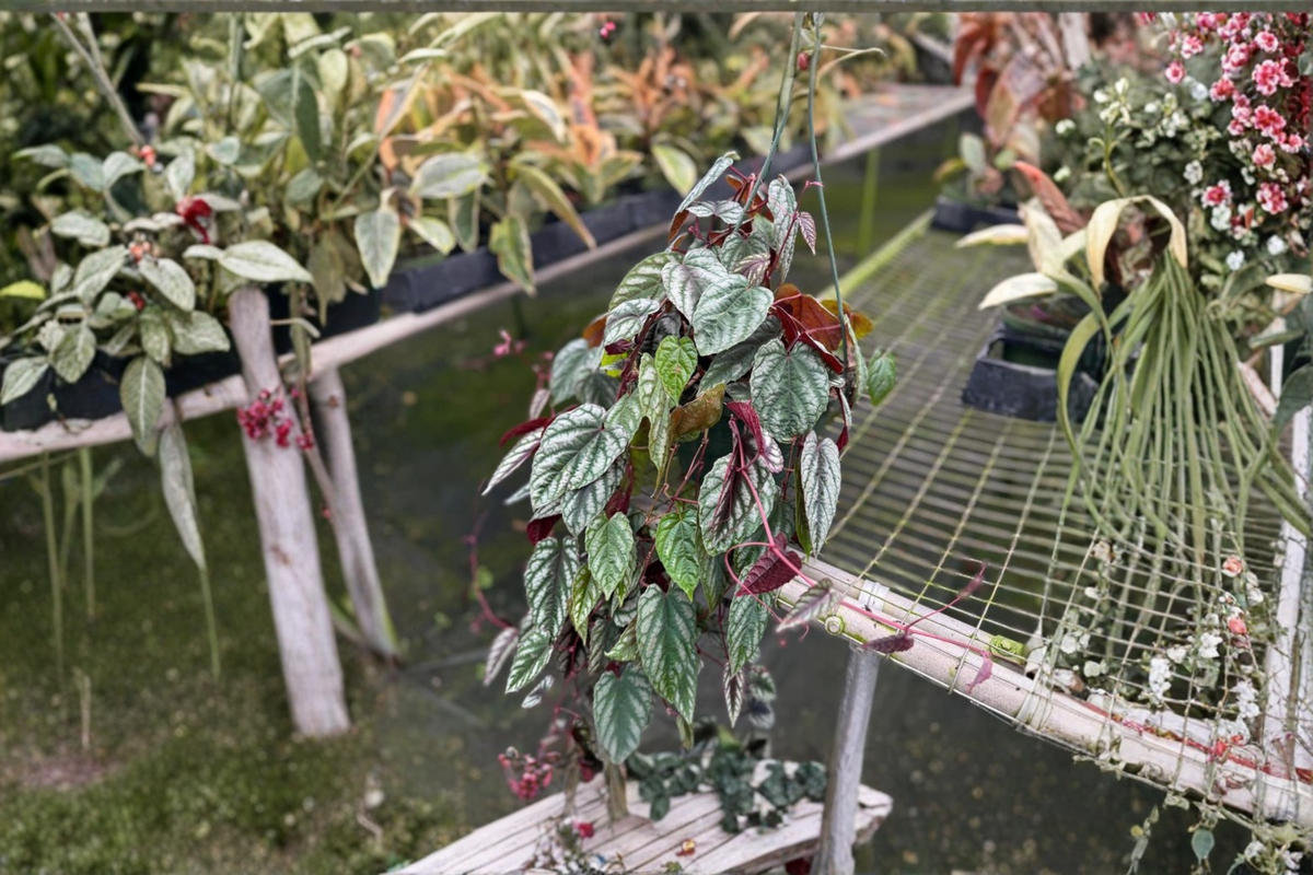 Cissus Discolor Live Plant, Rex Begonia Vine, Tropical Climbing Houseplant, Rooted Starter, Silver and Purple Foliage