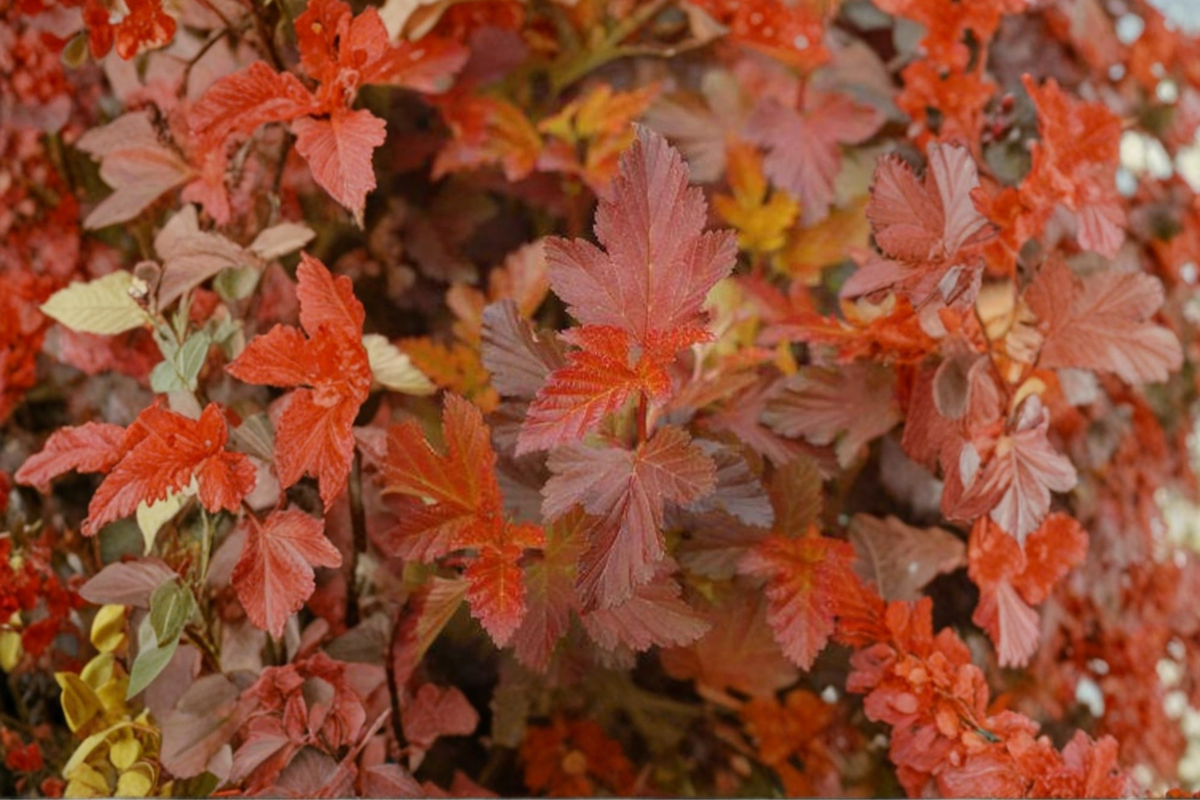 Center Glow Ninebark Live Plant – 4 Inch Pot, Physocarpus opulifolius, Colorful Foliage Shrub with Golden to Red Leaves