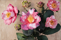 Variegated Camellia ‘Charlean’ 1 Gallon Live Plant – Pink & White Variegated Evergreen Flowering Shrub Camellia japonica