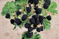 Prime-Ark Horizon Blackberry Live Plant, Thornless Berry Bush for Edible Garden & Container Growing, Rubus 'Prime-Ark Horizon'