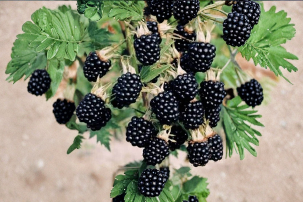 Prime-Ark Horizon Blackberry Live Plant, Thornless Berry Bush for Edible Garden & Container Growing, Rubus 'Prime-Ark Horizon'