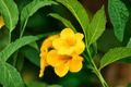 Yellow Crossvine Live Rooted Starter Plant – Bignonia capreolata – Climbing Vine with Yellow Flowers, Attracts Hummingbirds & Butterflies