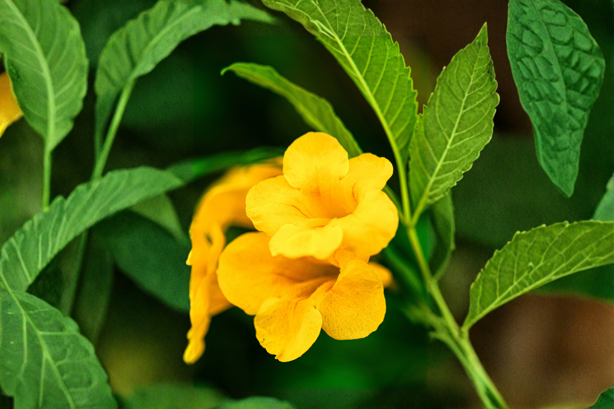Yellow Crossvine Live Rooted Starter Plant – Bignonia capreolata – Climbing Vine with Yellow Flowers, Attracts Hummingbirds & Butterflies