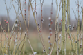 Black Pussy Willow Live Plant 16-20 Inch in Half Gallon Pot Salix gracilistyla 'Melanostachys' Ornamental Shrub