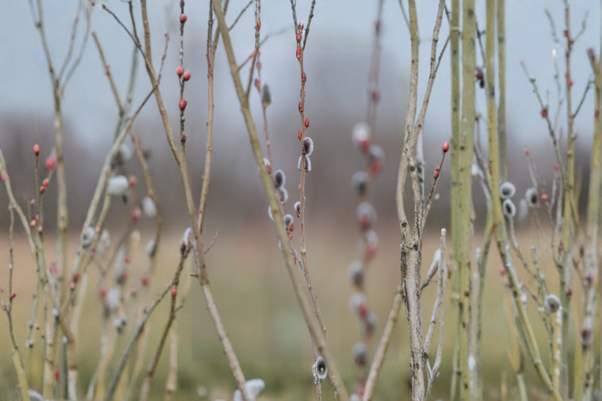 Black Pussy Willow Live Plant 16-20 Inch in Half Gallon Pot Salix gracilistyla 'Melanostachys' Ornamental Shrub