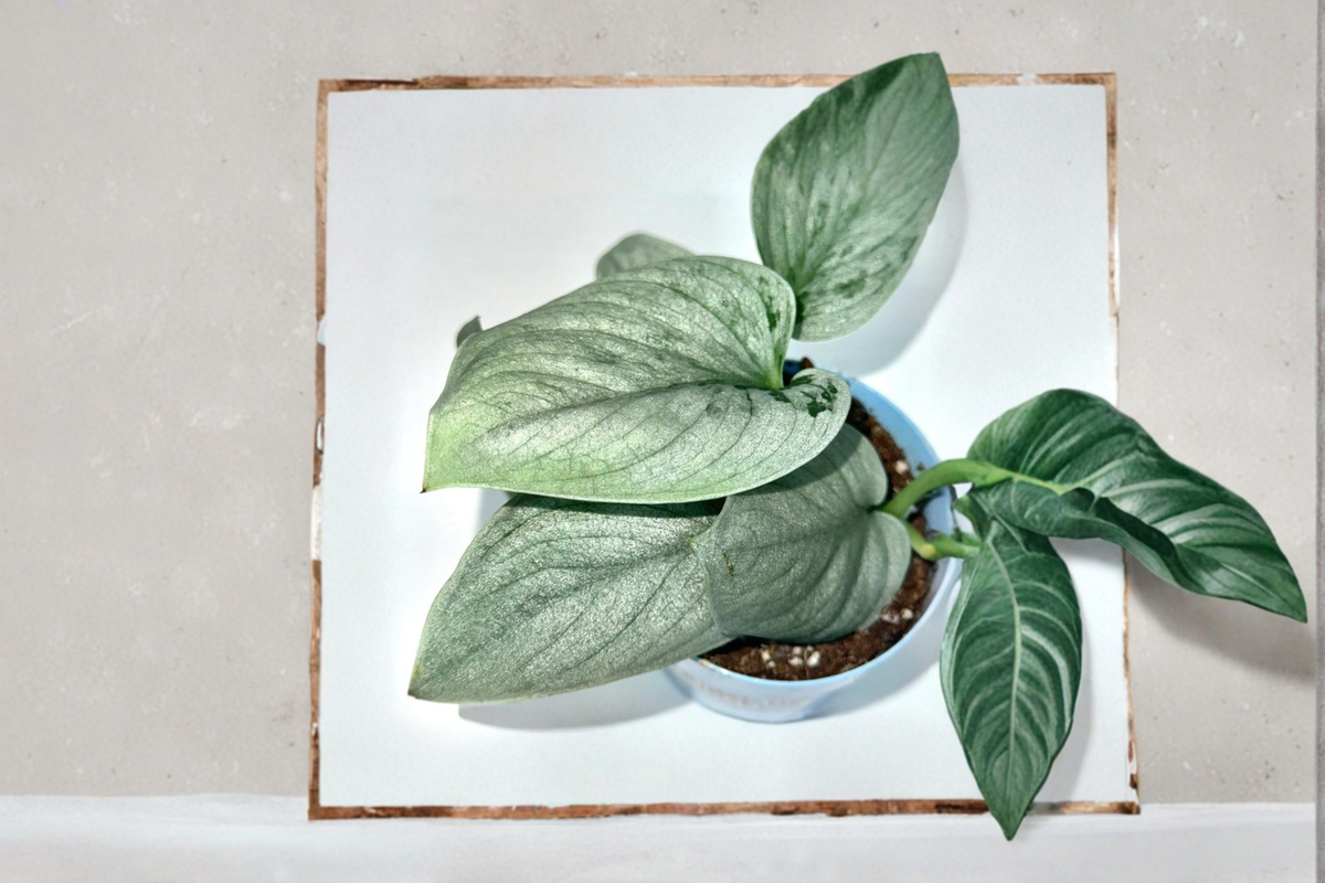 Scindapsus Sooo Silver Live Plant, Indoor Tropical Vine, Silver Variegated Foliage, Houseplant, Trailing Growth, Rooted Cutting