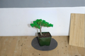 Japanese Juniper Bonsai Live Plant, Procumbens Nana, Miniature Bonsai Tree in 3-Inch Pot, Evergreen Foliage, Indoor & Patio