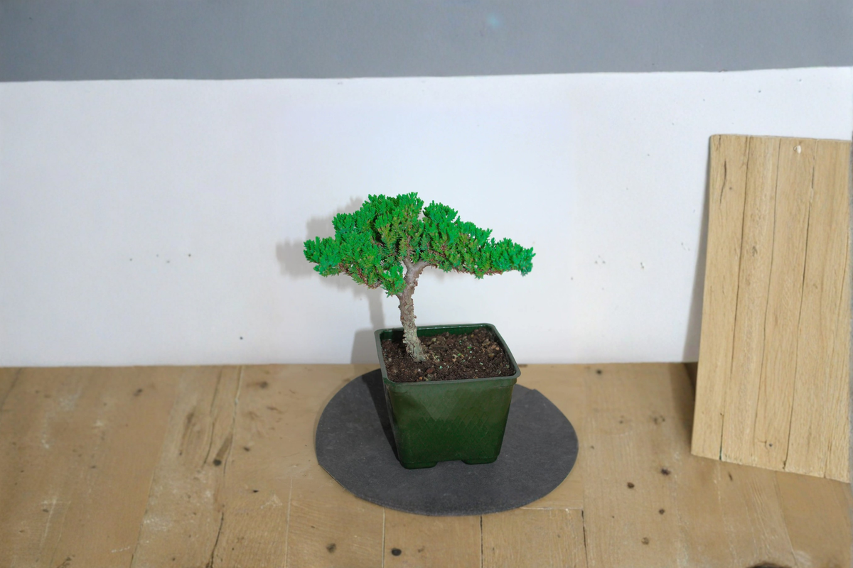 Japanese Juniper Bonsai Live Plant, Procumbens Nana, Miniature Bonsai Tree in 3-Inch Pot, Evergreen Foliage, Indoor & Patio