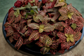 Fittonia Ruby Red Live Plant – Tropical Houseplant with Pink Red Veined Foliage, Rooted, Indoor, Shipped Without Pot