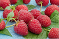 Killarney Raspberry Seeds – 200 Pack, Fruit Plant, Edible Garden, Rubus idaeus, Indoor & Outdoor Growing