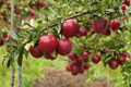 Dwarf Red Delicious Apple Tree Grafted Live Fruit Tree for Home Orchard & Garden - Malus domestica
