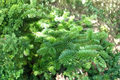 Canaan Fir Live Plant 4 Inch Pot – Abies balsamea × ‘Canaan’ Evergreen Conifer Tree for Garden & Landscape