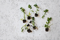 12+ Organic Celery Plants Bare Root Transplants – Apium graveolens Young Starter Vegetables for Garden, Raised Beds, Container Growing