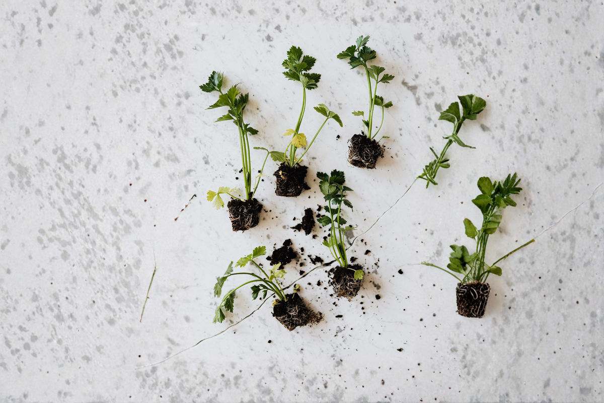 12+ Organic Celery Plants Bare Root Transplants – Apium graveolens Young Starter Vegetables for Garden, Raised Beds, Container Growing