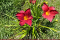 Daylily ‘Chicago Brave’ Bare Root Plants – Red Yellow Perennial Flowers for Summer Garden Horticulture