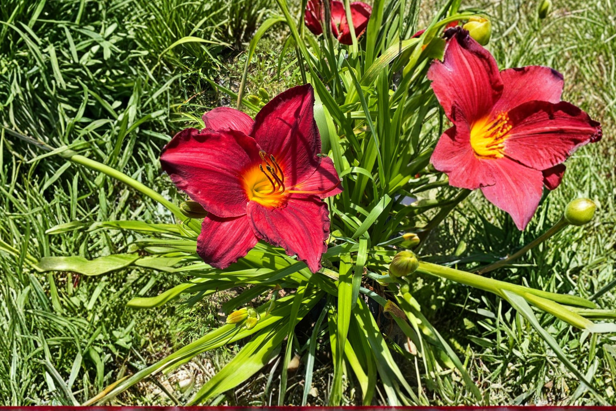 Daylily ‘Chicago Brave’ Bare Root Plants – Red Yellow Perennial Flowers for Summer Garden Horticulture