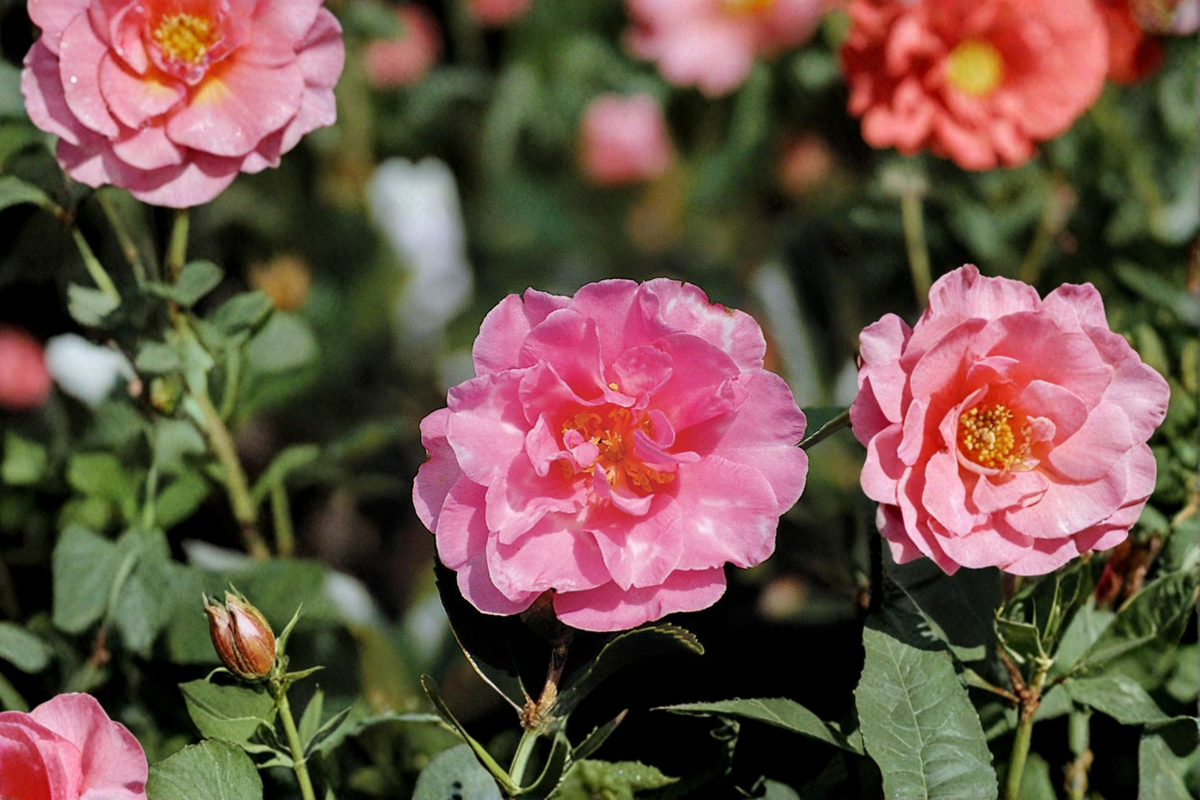 Japanese Camellia ‘Charlean’ Live Plant – 1 Gallon Pink Flowering Evergreen Shrub Camellia japonica