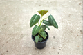 Philodendron Melanochrysum Live Plant – 3-4 Inch Pot, Velvet Green Foliage, Indoor Houseplant, Tropical Climbing Plant