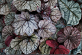 Silver Scrolls Coral Bells Live Plants, 3 Rooted Starters in 1 Qt Pots, Heuchera 'Silver Scrolls' Perennial Foliage Plant