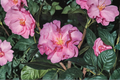 Japanese Camellia ‘Ballet In Pink’ 1 Gallon Live Plant – Camellia japonica Pink Evergreen Flowering Shrub