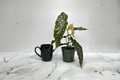 Begonia Maculata Live Plant, Polka Dot Foliage, Tropical Houseplant, Starter Cutting