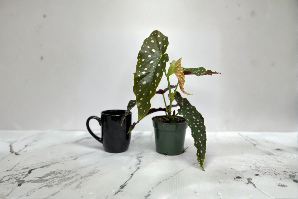 Begonia Maculata Live Plant, Polka Dot Foliage, Tropical Houseplant, Starter Cutting