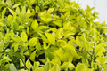 Epipremnum Aurea Pothos Live Plant in 4 Inch Pot, Trailing Indoor Houseplant, Tropical Foliage, Easy Care, Gift, Decor