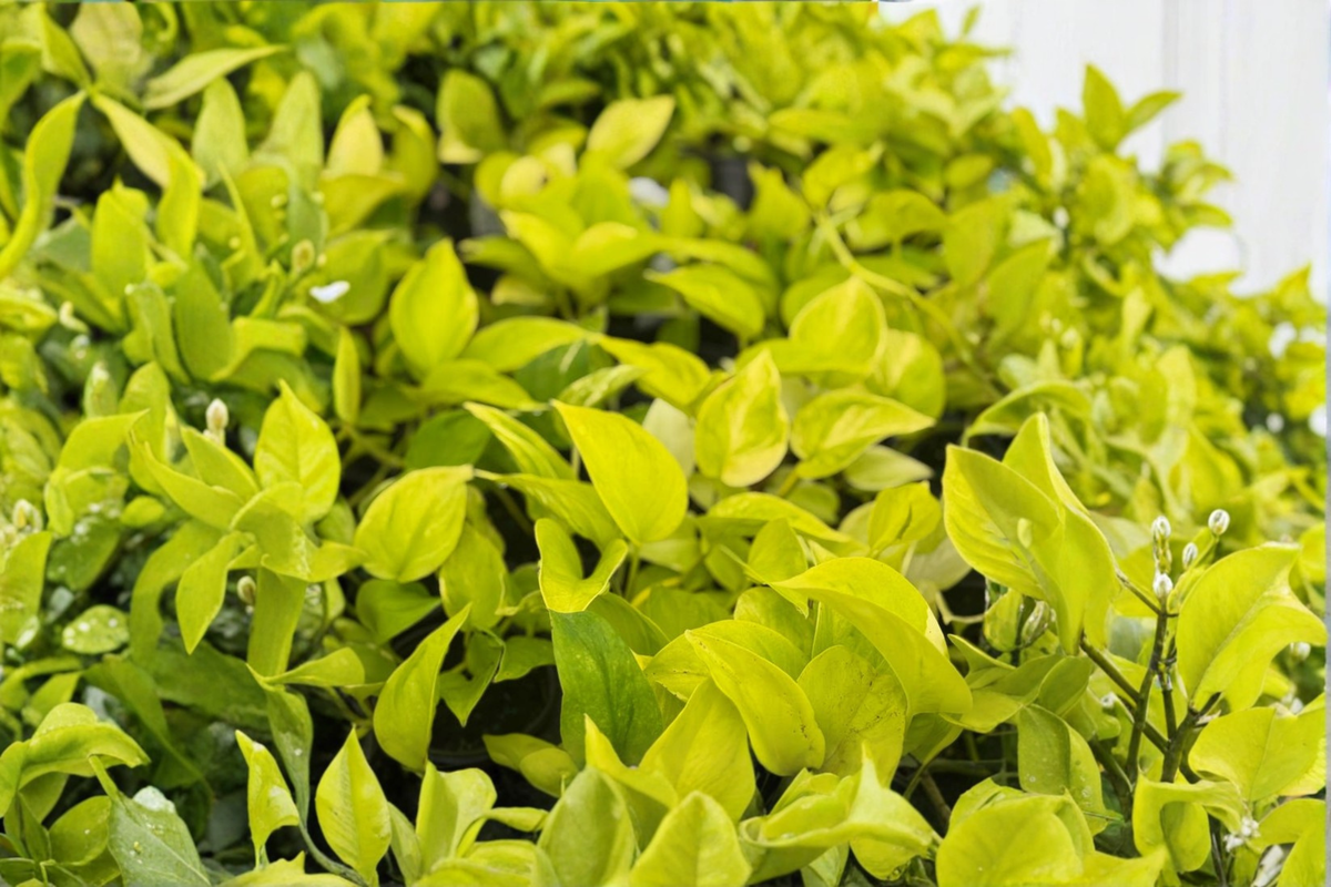 Epipremnum Aurea Pothos Live Plant in 4 Inch Pot, Trailing Indoor Houseplant, Tropical Foliage, Easy Care, Gift, Decor