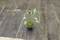 Alocasia Tiny Dancer Live Plant – Rooted Tropical Houseplant for Indoor Decor, Compact Foliage, Unique Green Leaves, Starter Plant